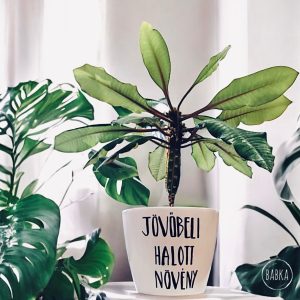Jövőbeli halott növény (kaspó)
