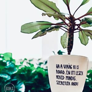 "Anya" kaspó