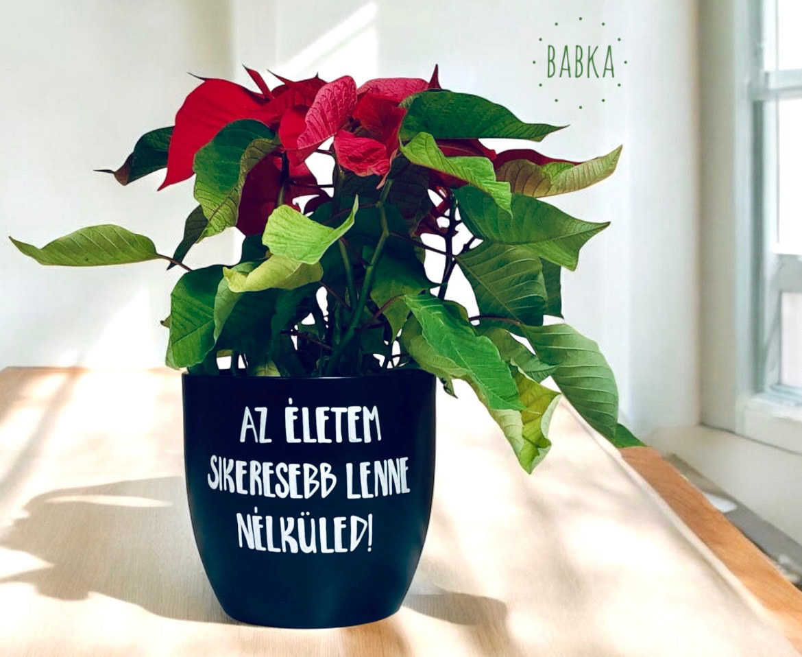 Az életem sikeresebb lenne nélküled! (kaspó)