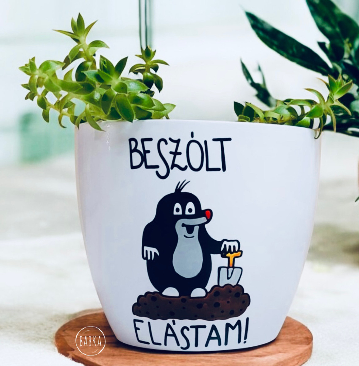 Kisvakond kaspó