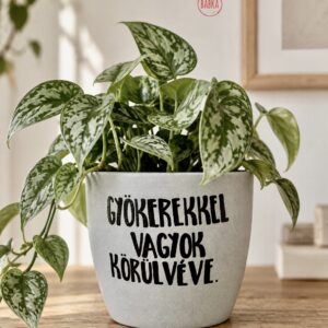 Gyökerekkel vagyok körülvéve (kaspó)